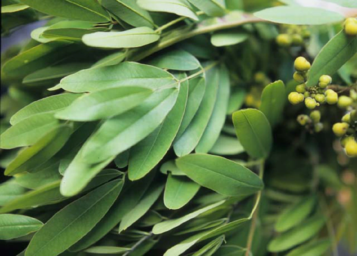 รีบแชร์เก็บไว้ด่วน !!!  เผยเคล็ด(ไม่)ลับ วิธีจำกัดปลวก ขึ้นบ้านด้วยวิธีง่ายๆ  ไม่เสียเงินสักบาท! แถมได้ผลทันตาเห็น