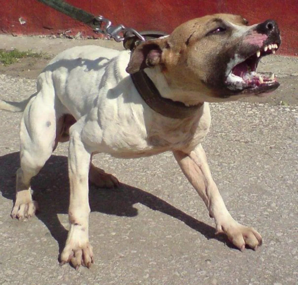 จำให้ขึ้นใจ!! &quot;วิธีเอาตัวรอด&quot; เมื่อต้องเผชิญหน้ากับ &quot;สุนัขพิทบูล&quot; ไว้บอกลูกบอกหลาน จะได้ไม่โดนกัดฟรีๆ!! (รายละเอียด)