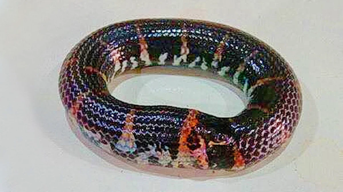 สุดยอดเครื่องราง!! เปิดตำนานอันลือลั่น "บ่วงนาคบาศ" พุทธคุณเข้มขลัง ชนะได้ทุกอย่าง แม้แต่พญาครุฑยังไม่อยากเข้าใกล้ !!