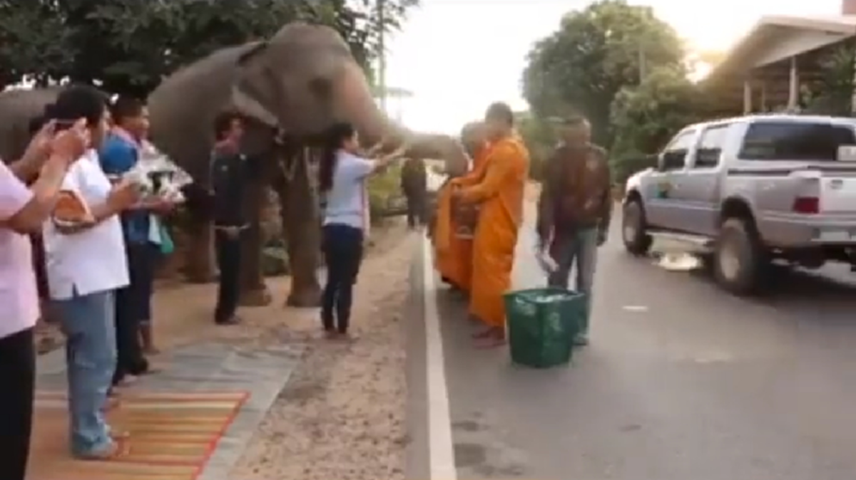บุญกุศลส่งให้เกิดเป็นคนชาติหน้านะลูก!! โซเชียลสุดประทับใจ แห่แชร์ ช้างแสนรู้ ตักบาตรทำบุญ ยามเช้า อย่างเรียบร้อยสำรวม (มีคลิป)