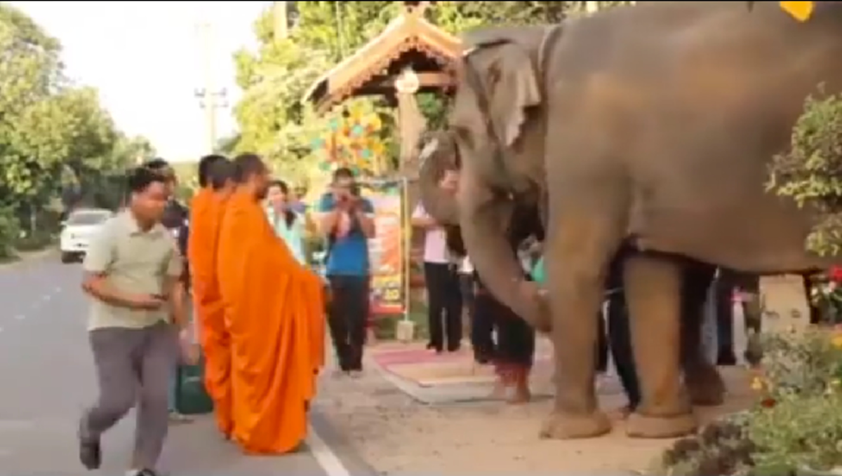 บุญกุศลส่งให้เกิดเป็นคนชาติหน้านะลูก!! โซเชียลสุดประทับใจ แห่แชร์ ช้างแสนรู้ ตักบาตรทำบุญ ยามเช้า อย่างเรียบร้อยสำรวม (มีคลิป)