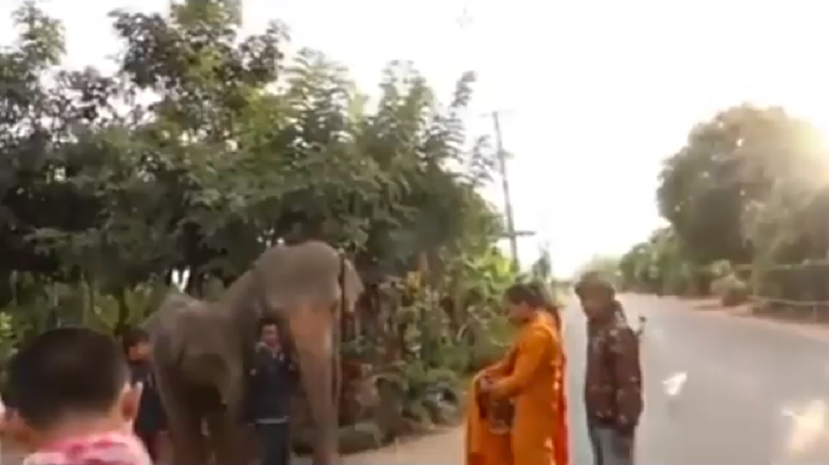 บุญกุศลส่งให้เกิดเป็นคนชาติหน้านะลูก!! โซเชียลสุดประทับใจ แห่แชร์ ช้างแสนรู้ ตักบาตรทำบุญ ยามเช้า อย่างเรียบร้อยสำรวม (มีคลิป)