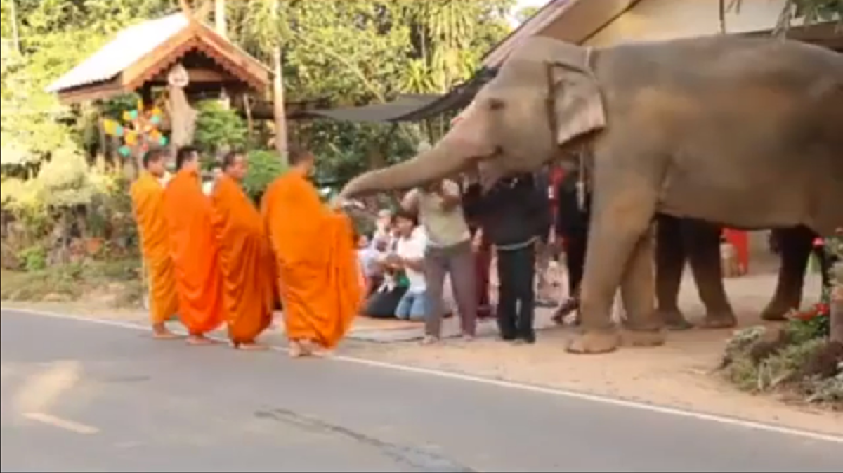 บุญกุศลส่งให้เกิดเป็นคนชาติหน้านะลูก!! โซเชียลสุดประทับใจ แห่แชร์ ช้างแสนรู้ ตักบาตรทำบุญ ยามเช้า อย่างเรียบร้อยสำรวม (มีคลิป)