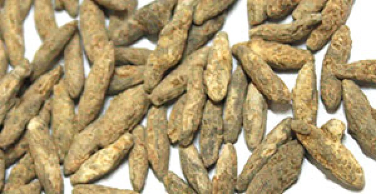 เงินทองไม่ขาดสาย มีกินมีใช้อย่างเหลือเฟือ!! "ข้าวสารหิน"ข้าวสารคนธรรพ์เป็นของดี มีเทพเทวาคอยรักษา เสน่ห์เมตตา โชคลาภพูนทวี #ของมงคล