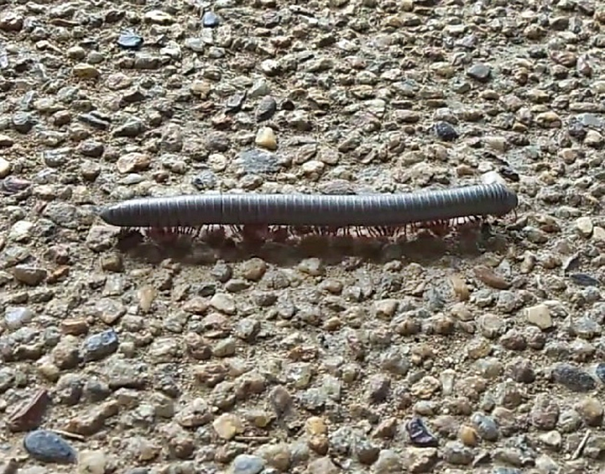 อันตราย..เตือนภัยหน้าฝน!! "กิ้งกือสีเทา" ตัวเล็กแต่พิษร้ายแรง โดนแล้วผิวไหม้ ปวดแสบปวดร้อน!! (มีคลิป)