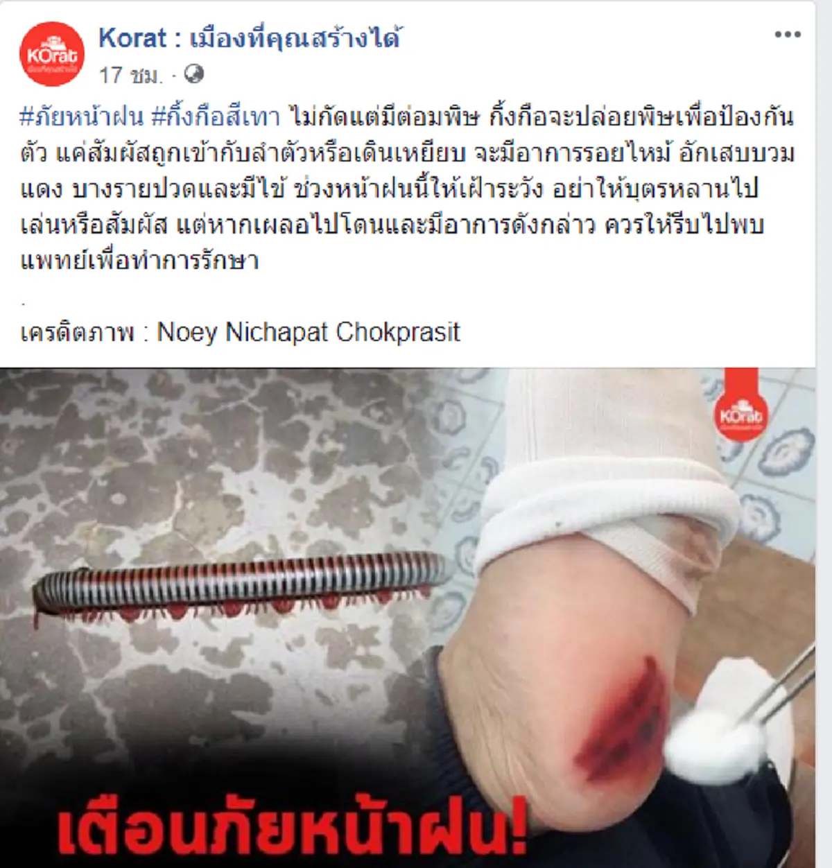 อันตราย..เตือนภัยหน้าฝน!! "กิ้งกือสีเทา" ตัวเล็กแต่พิษร้ายแรง โดนแล้วผิวไหม้ ปวดแสบปวดร้อน!! (มีคลิป)