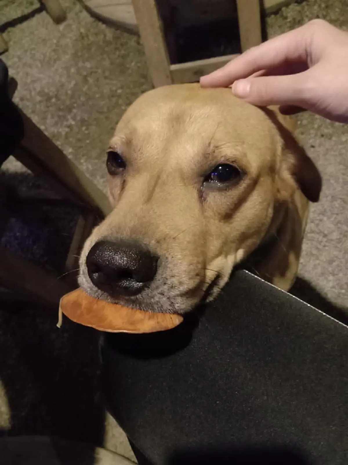 เอ็นดูหนักมาก! สาวโพสต์เล่า เจอสุนัขแสนรู้ เดินคาบใบไม้มาขอแลกหมูจุ่ม เจอแบบนี้เป็นใครก็ต้องยอม! (ชมคลิป)