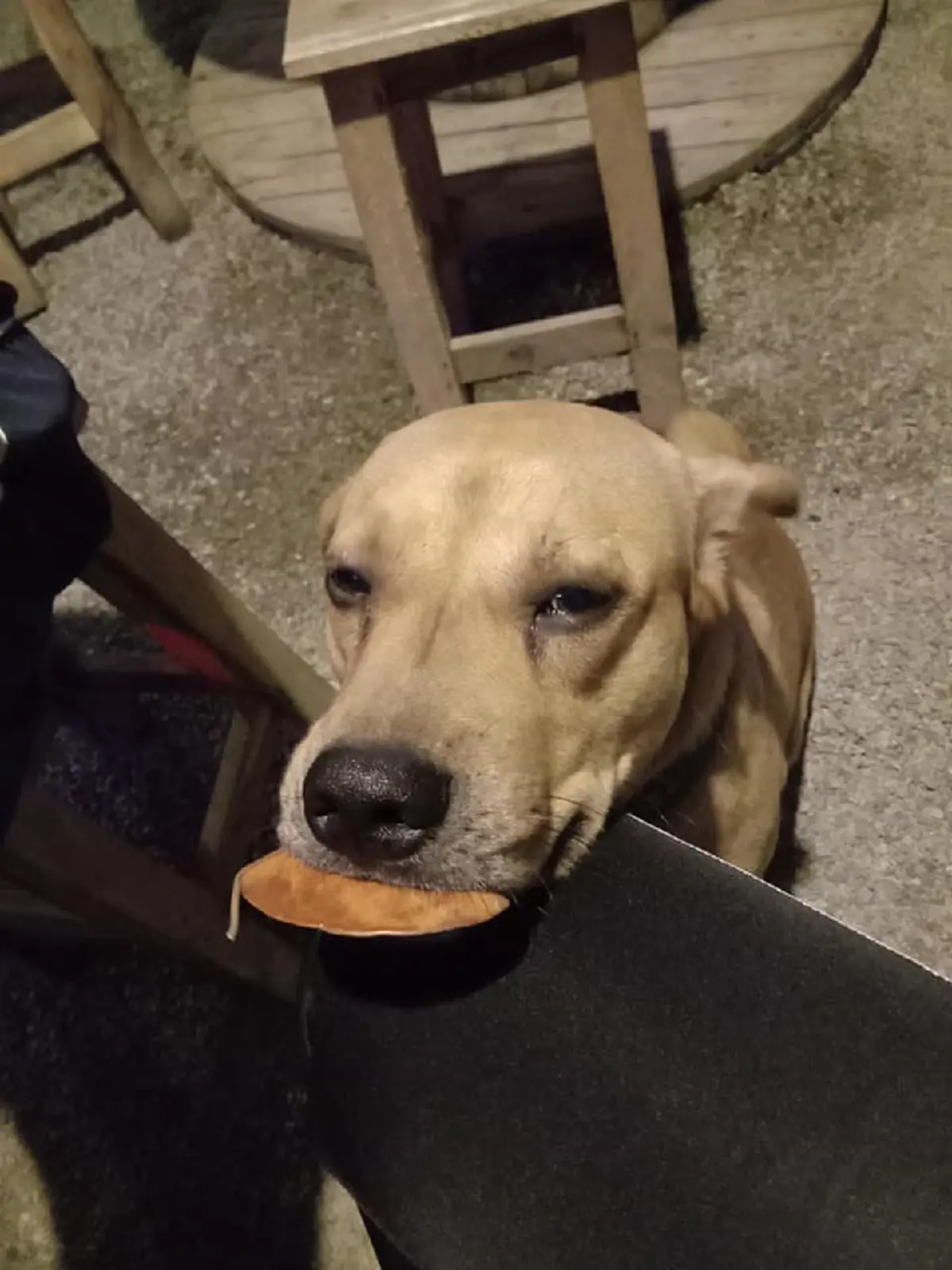 เอ็นดูหนักมาก! สาวโพสต์เล่า เจอสุนัขแสนรู้ เดินคาบใบไม้มาขอแลกหมูจุ่ม เจอแบบนี้เป็นใครก็ต้องยอม! (ชมคลิป)