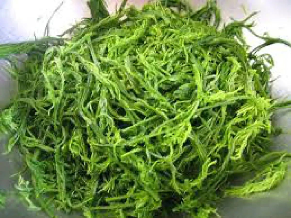 กินมาตั้งนานพึ่งรู้ เผยความลับของชะอม​ บำรุงเส้นเอ็น​ เสริมวิตามิน​ และสร้างภูมิคุ้มกัน