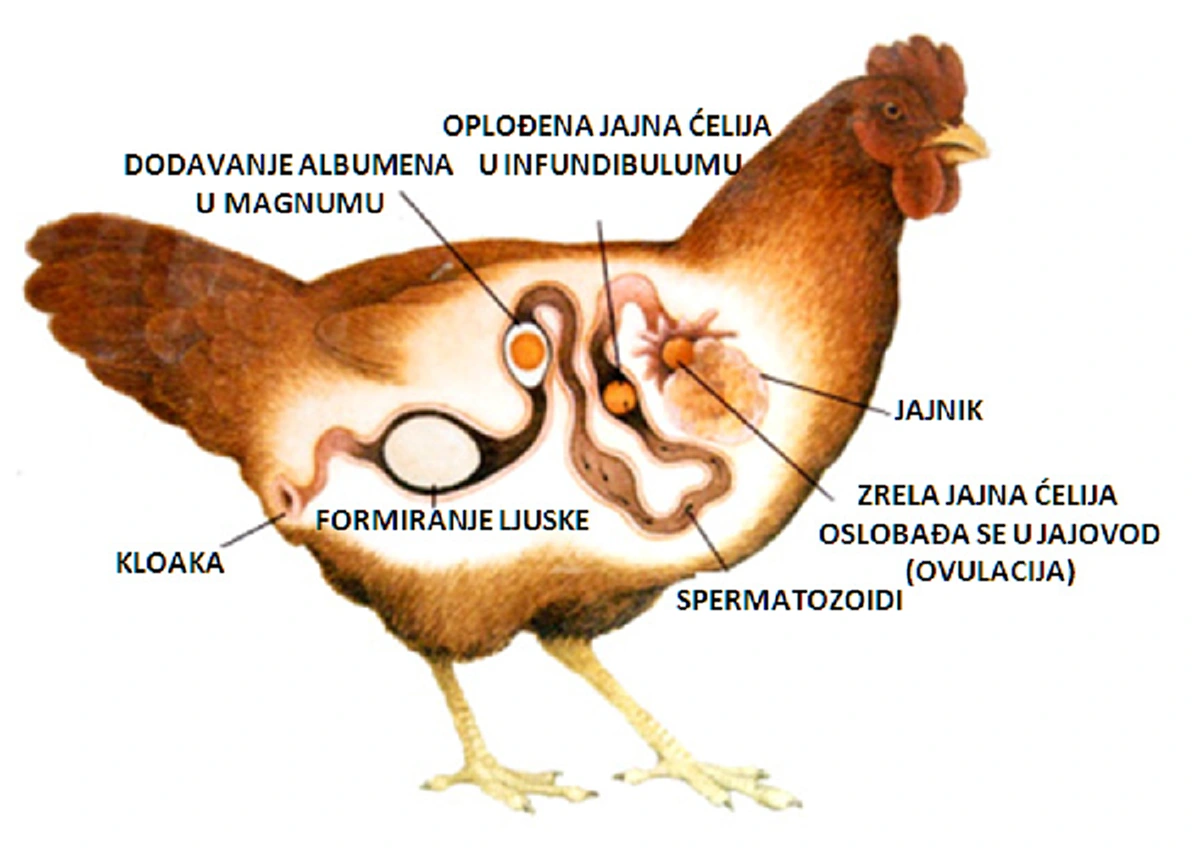 เฉลยชัด "ไก่ กับ ไข่" อะไรเกิดก่อนกัน วิทยาศาสตร์ตอบได้ เผยภาพที่มาของไก่ตัวแรก