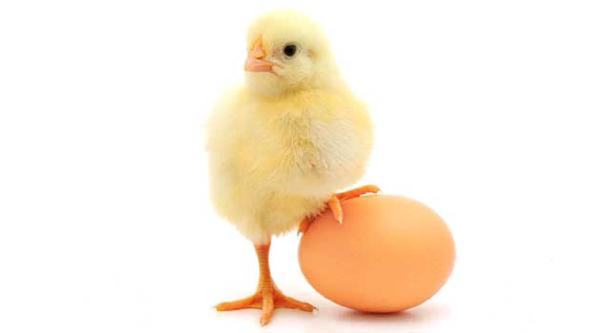 เฉลยชัด "ไก่ กับ ไข่" อะไรเกิดก่อนกัน วิทยาศาสตร์ตอบได้ เผยภาพที่มาของไก่ตัวแรก