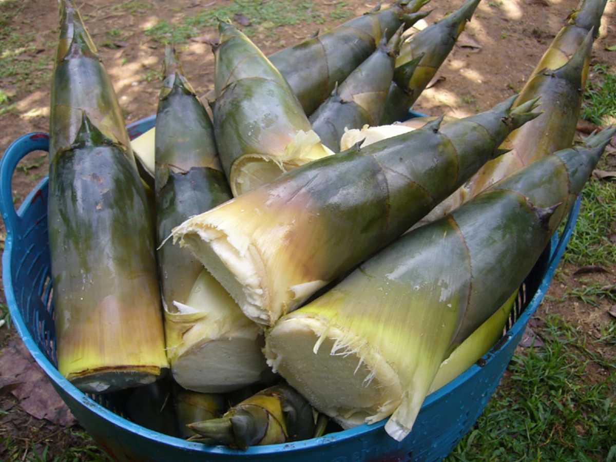 ห้ามกินเด็ดขาด อย.ย้ำเตือน ผู้ป่วย "4 โรค" ห้ามกินผักเหล่านี้เด็ดขาด อาจเป็นโทษมหันต์