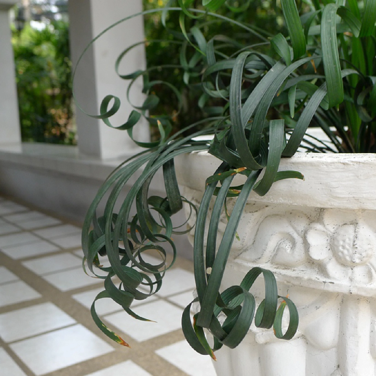 ว่านมงคล