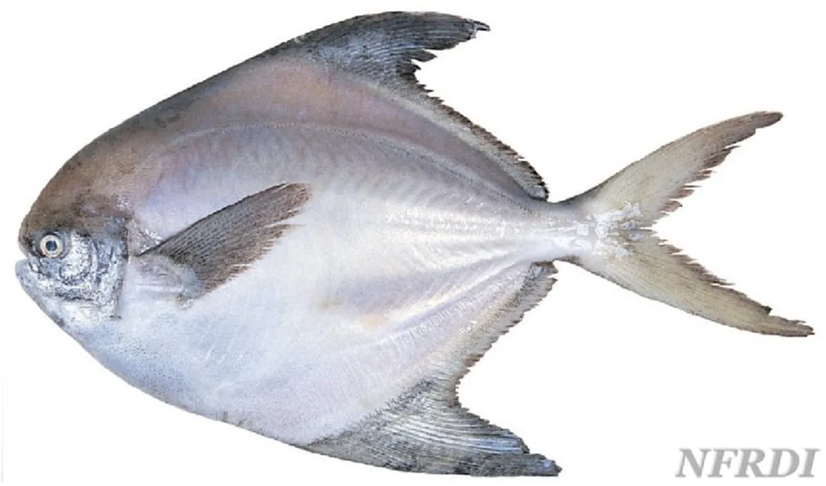 กรมอนามัยเผย "10 ปลาไทย" มีโอเมก้า 3 สูงปรี๊ด ไม่แพ้ปลาราคาแพง