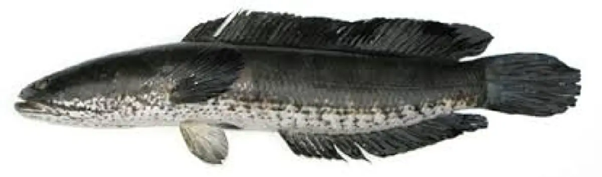 กรมอนามัยเผย "10 ปลาไทย" มีโอเมก้า 3 สูงปรี๊ด ไม่แพ้ปลาราคาแพง