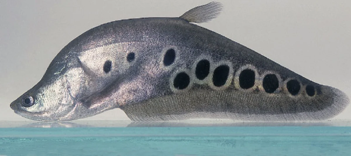 กรมอนามัยเผย "10 ปลาไทย" มีโอเมก้า 3 สูงปรี๊ด ไม่แพ้ปลาราคาแพง