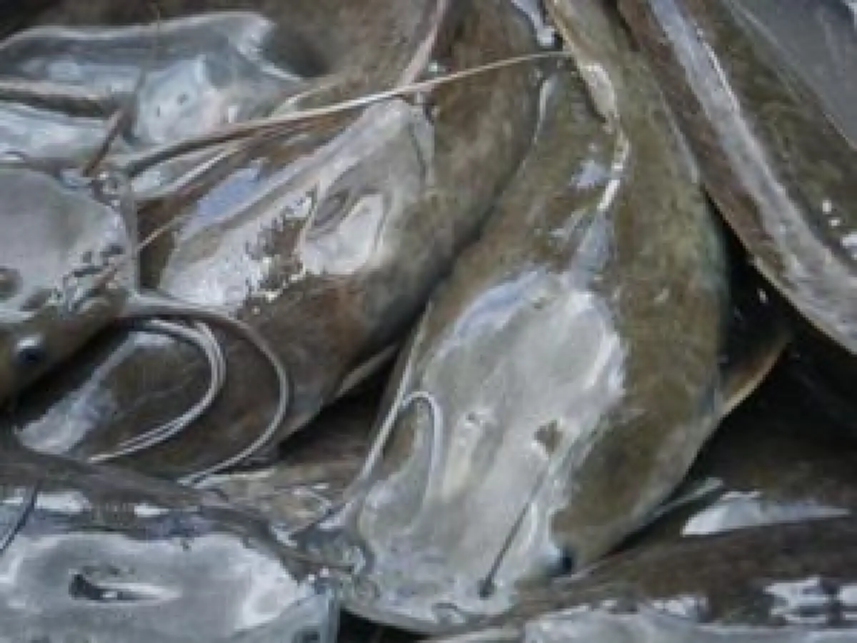 กรมอนามัยเผย "10 ปลาไทย" มีโอเมก้า 3 สูงปรี๊ด ไม่แพ้ปลาราคาแพง