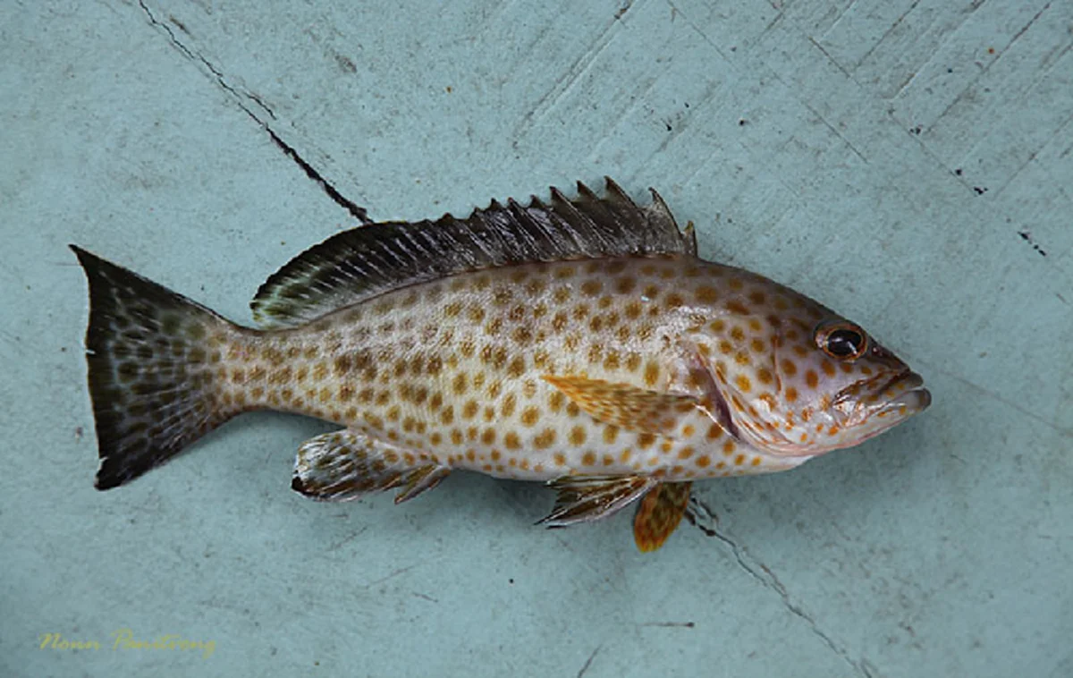 กรมอนามัยเผย "10 ปลาไทย" มีโอเมก้า 3 สูงปรี๊ด ไม่แพ้ปลาราคาแพง