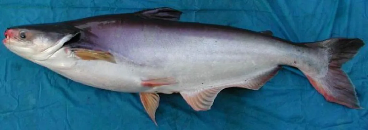 กรมอนามัยเผย "10 ปลาไทย" มีโอเมก้า 3 สูงปรี๊ด ไม่แพ้ปลาราคาแพง