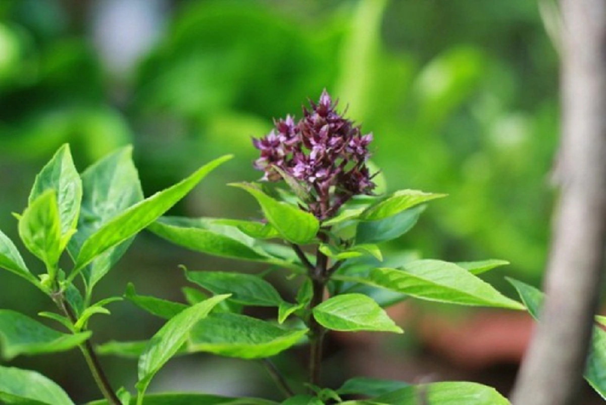 ใบโหระพา