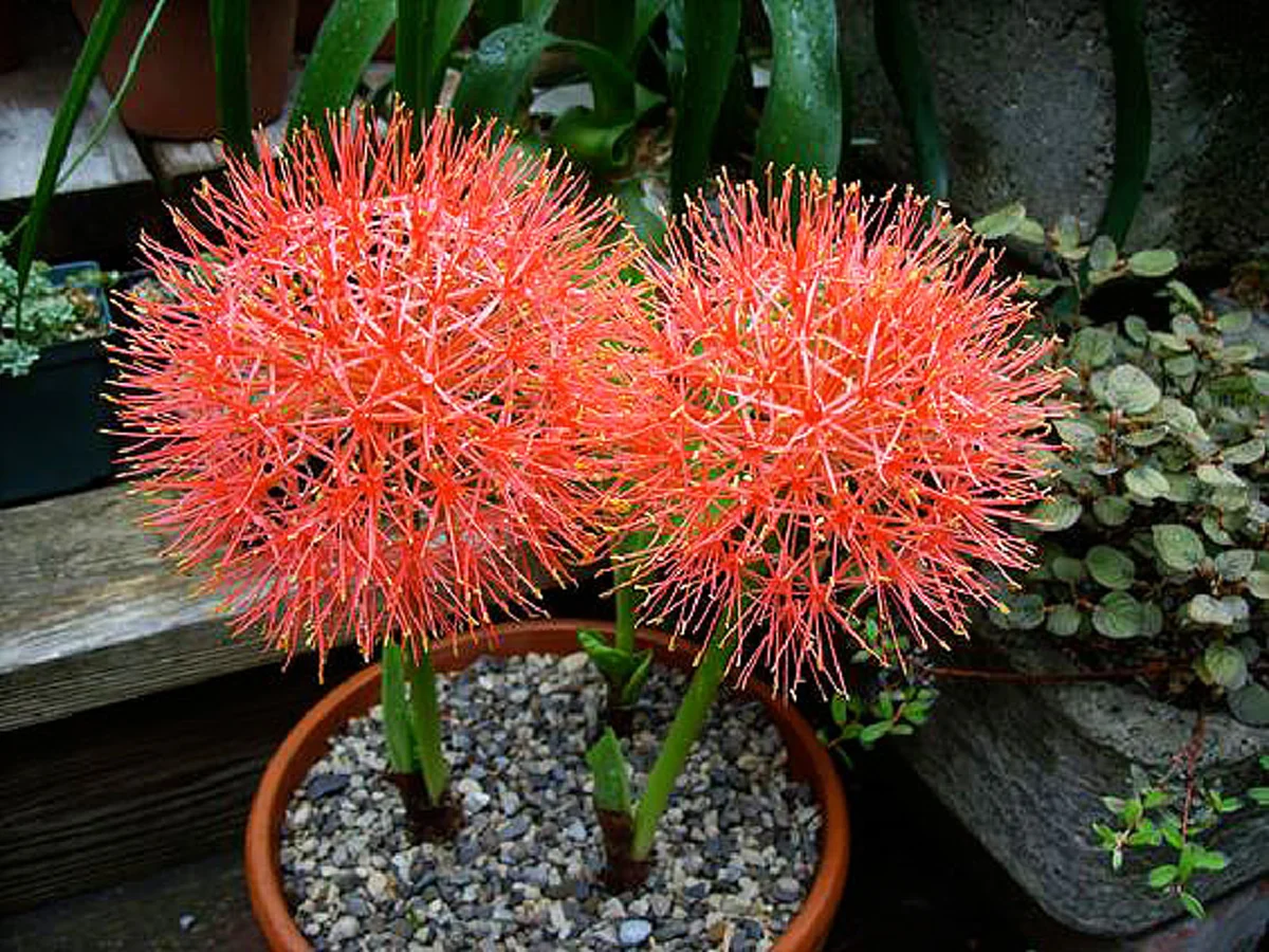 ว่านมงคล