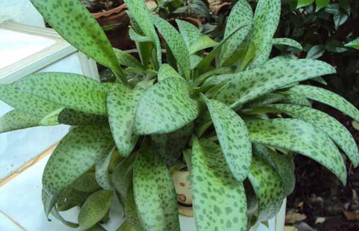 ว่านมงคล