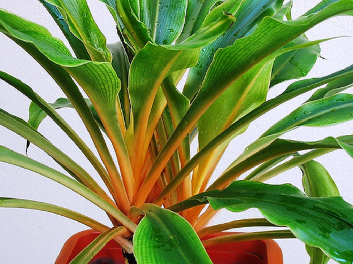 ว่านมงคล