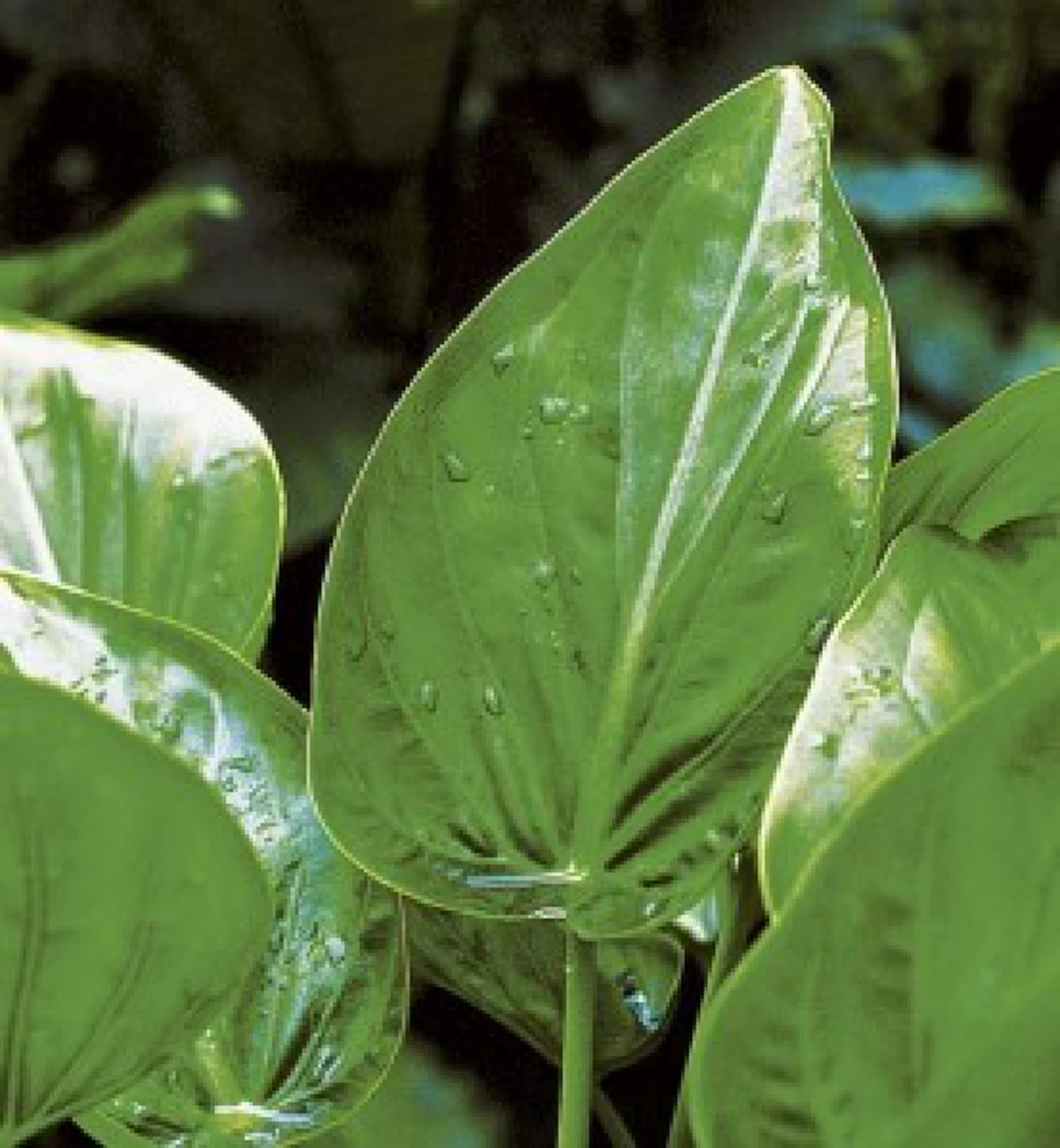 ว่านมงคล