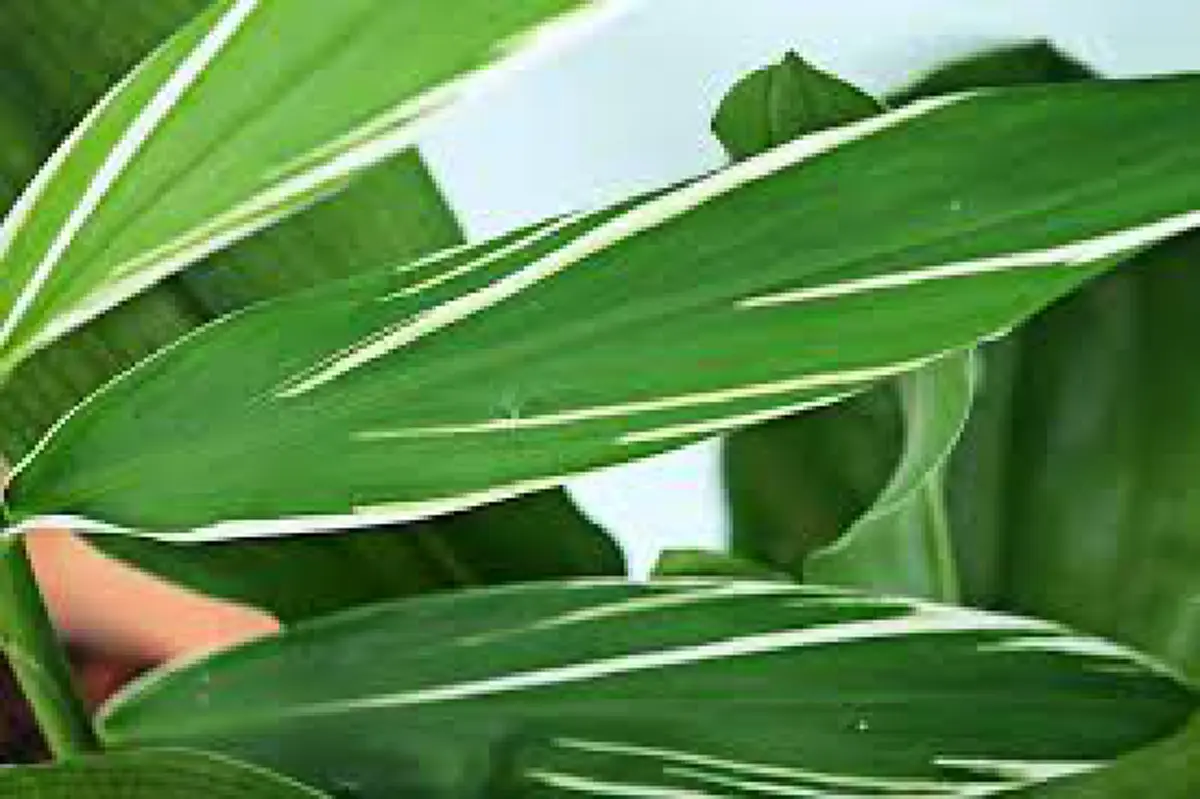 ว่านมงคล