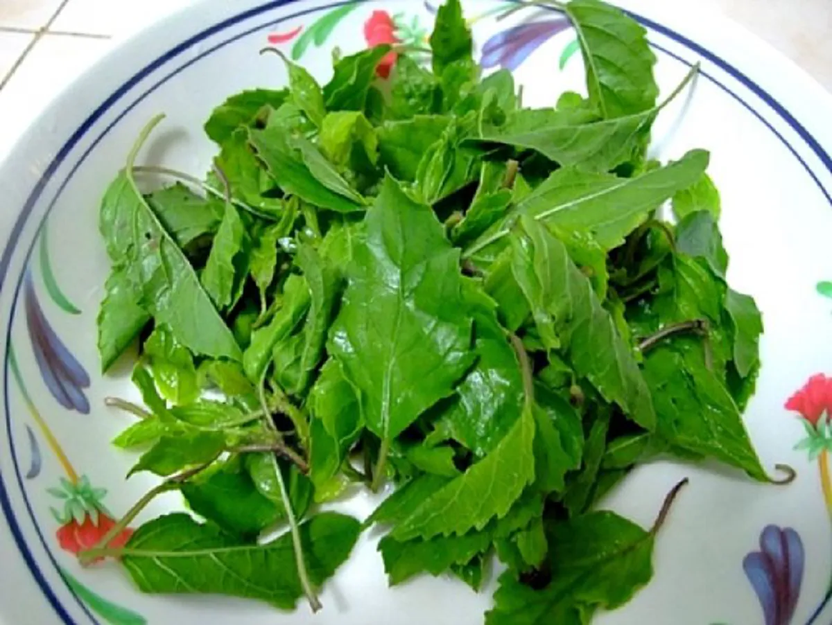  ใบโหระพาและใบกะเพรา