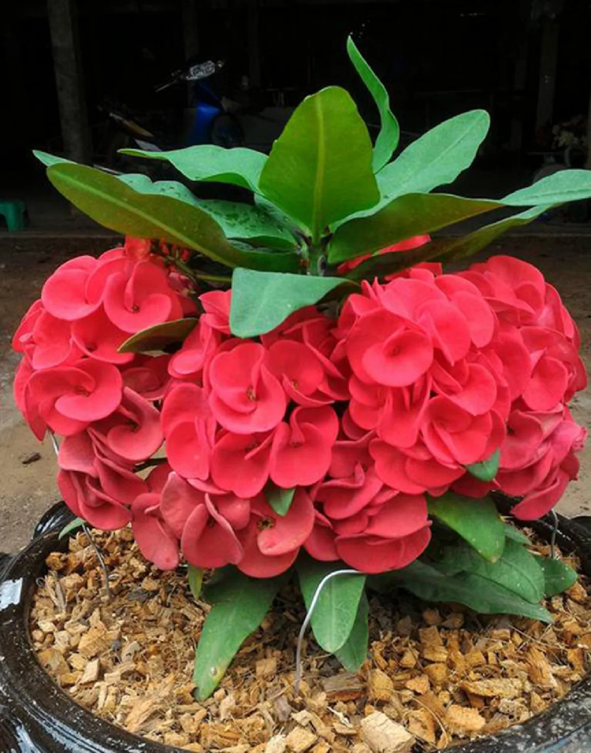 9 อันดับ "ต้นไม้มงคล" บ้านไหนมีแล้วรวย เรียกเงินเรียกทอง ชีวิตเจริญรุ่งเรือง