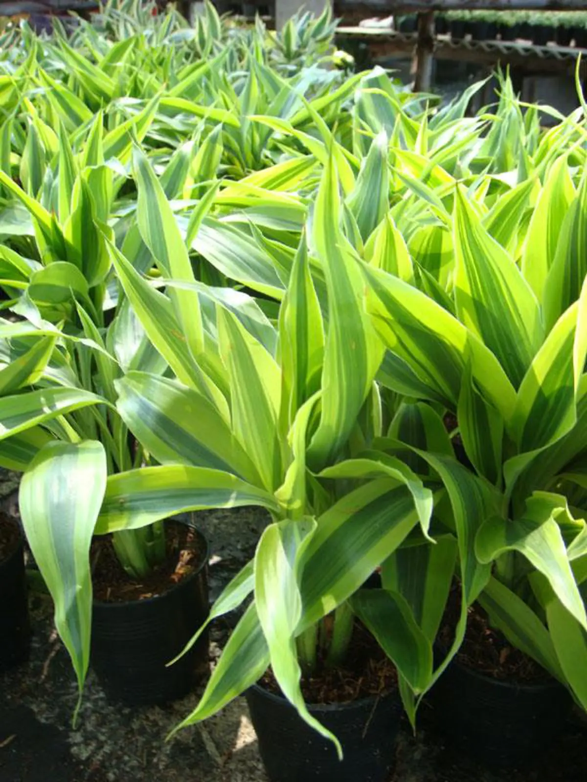 9 อันดับ "ต้นไม้มงคล" บ้านไหนมีแล้วรวย เรียกเงินเรียกทอง ชีวิตเจริญรุ่งเรือง