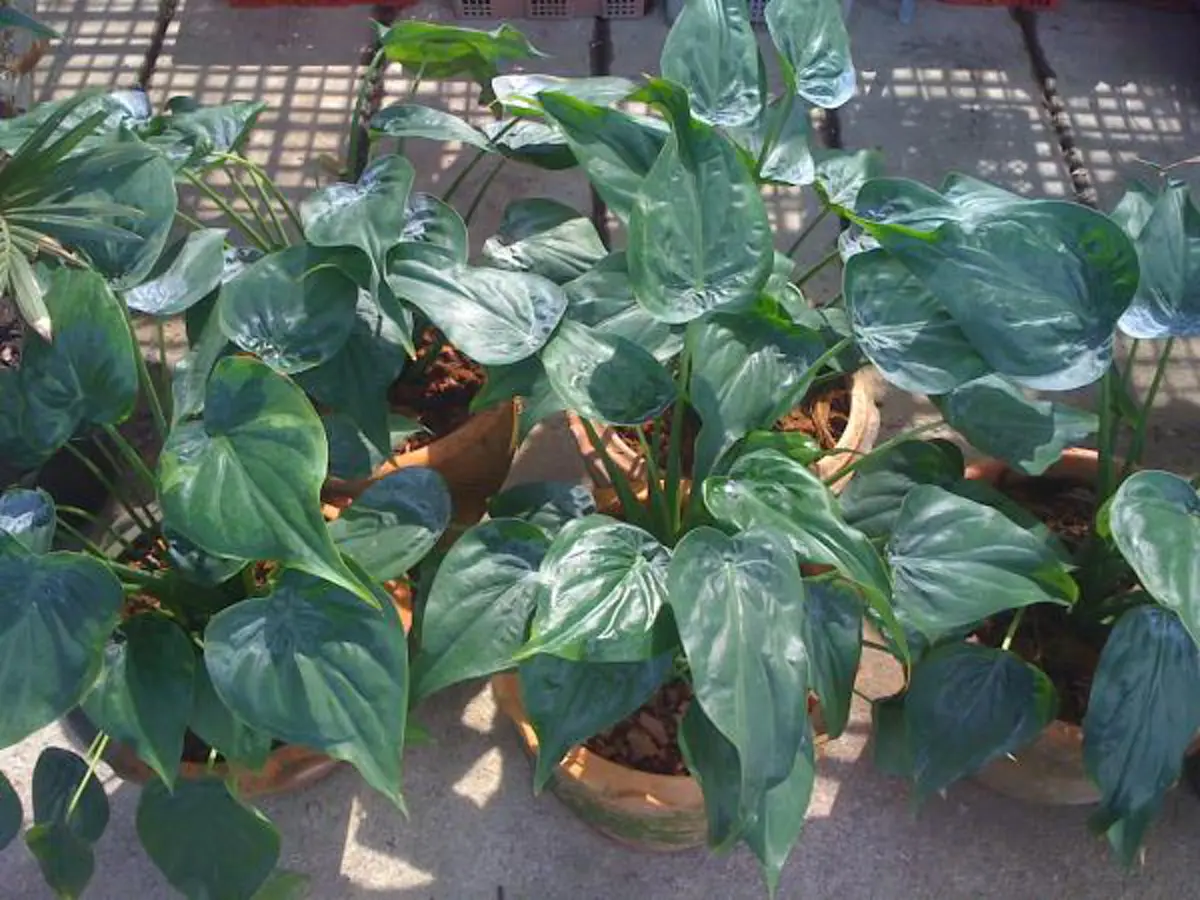 9 อันดับ "ต้นไม้มงคล" บ้านไหนมีแล้วรวย เรียกเงินเรียกทอง ชีวิตเจริญรุ่งเรือง