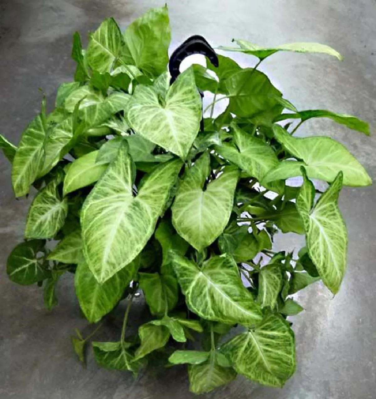 9 อันดับ "ต้นไม้มงคล" บ้านไหนมีแล้วรวย เรียกเงินเรียกทอง ชีวิตเจริญรุ่งเรือง