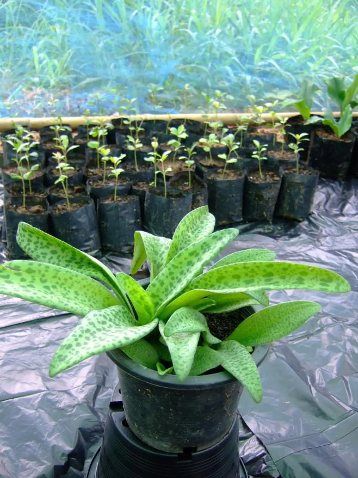 9 อันดับ "ต้นไม้มงคล" บ้านไหนมีแล้วรวย เรียกเงินเรียกทอง ชีวิตเจริญรุ่งเรือง