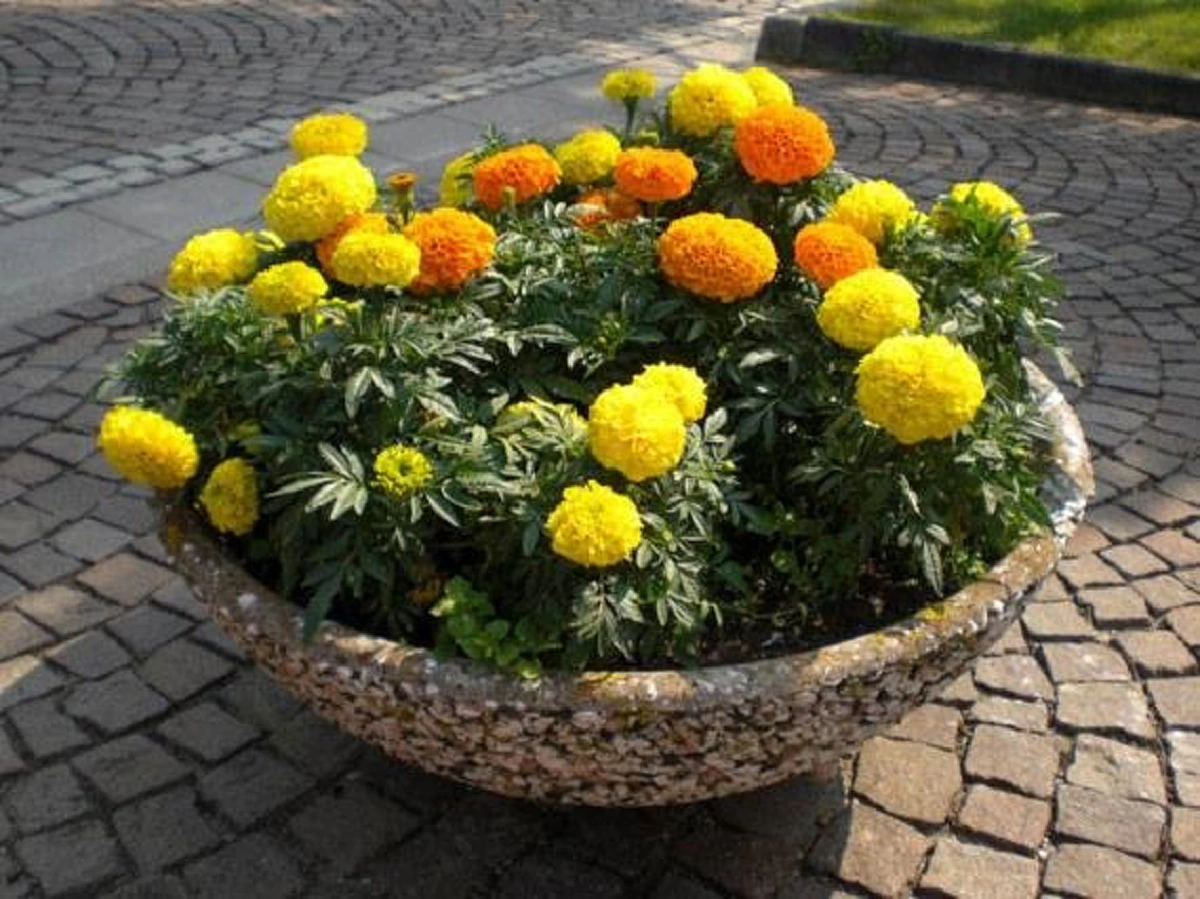 9 อันดับ "ต้นไม้มงคล" บ้านไหนมีแล้วรวย เรียกเงินเรียกทอง ชีวิตเจริญรุ่งเรือง