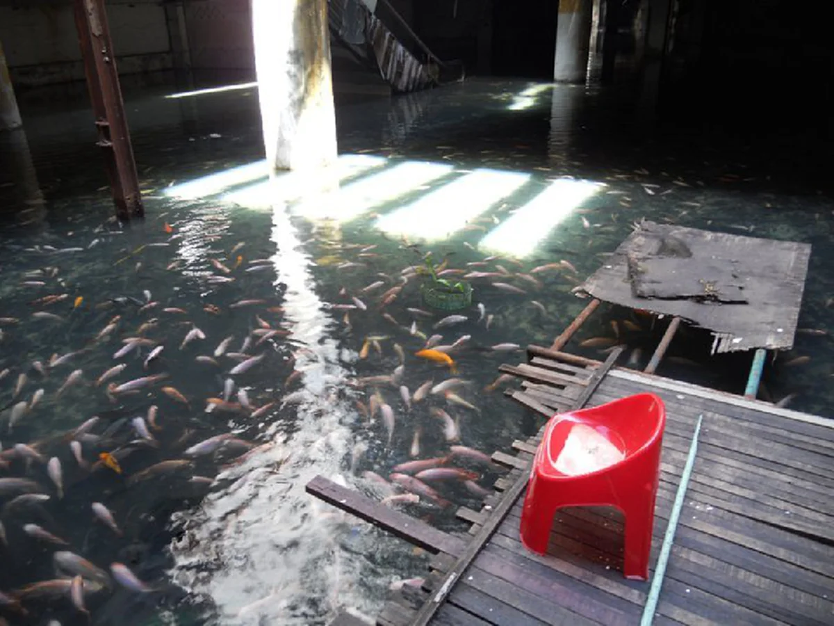 เปิดตำนาน "วังมัจฉา" ซากโศกนาฏกรรม สู่แหล่งที่อยู่ เหล่าปลานานาชนิด