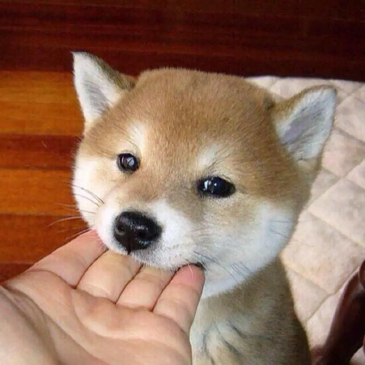 "15 ความฝัน" ที่บ่งบอกว่าคุณกำลังมีโชค เงินทองวิ่งเข้าหา รับทรัพย์ก้อนโต