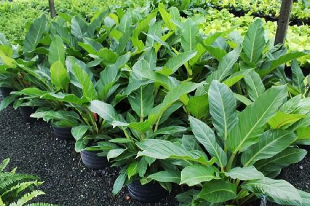 ต้นเศรษฐีมีทรัพย์  เศรษฐีรวยทรัพย์