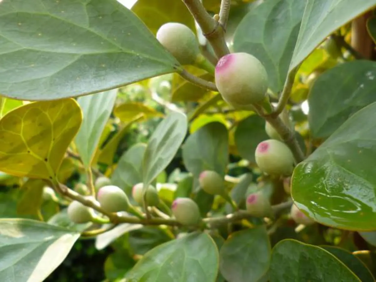 ต้นสาริกาลิ้นทอง