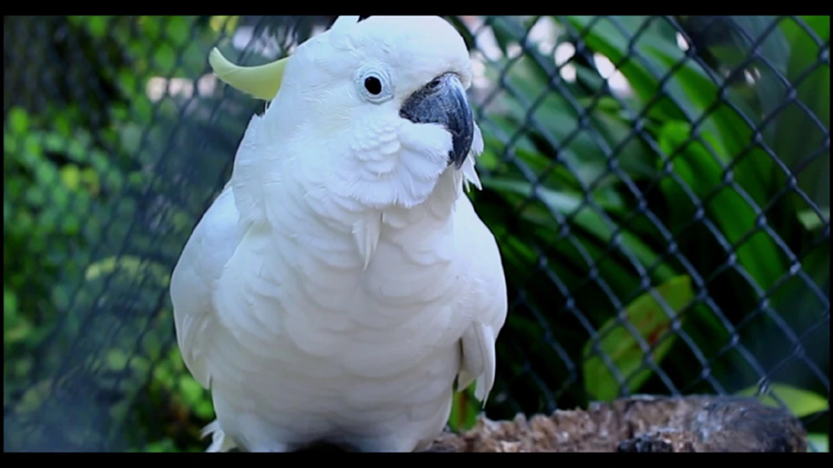 5 อันดับนกสวยงาม ที่น่าเลี้ยงมากที่สุด ในปี 2018 หาซื้อได้ทั่วไป