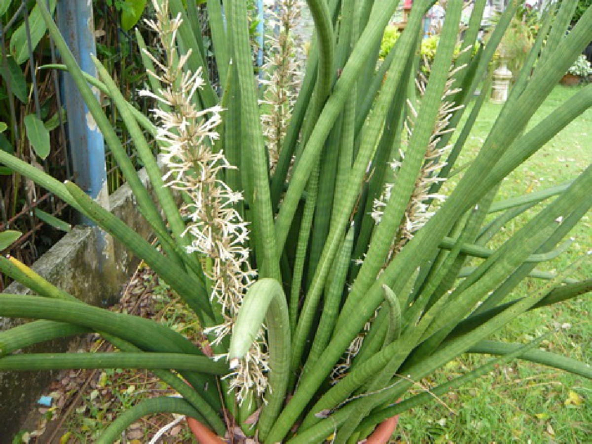 ว่านงาช้าง 