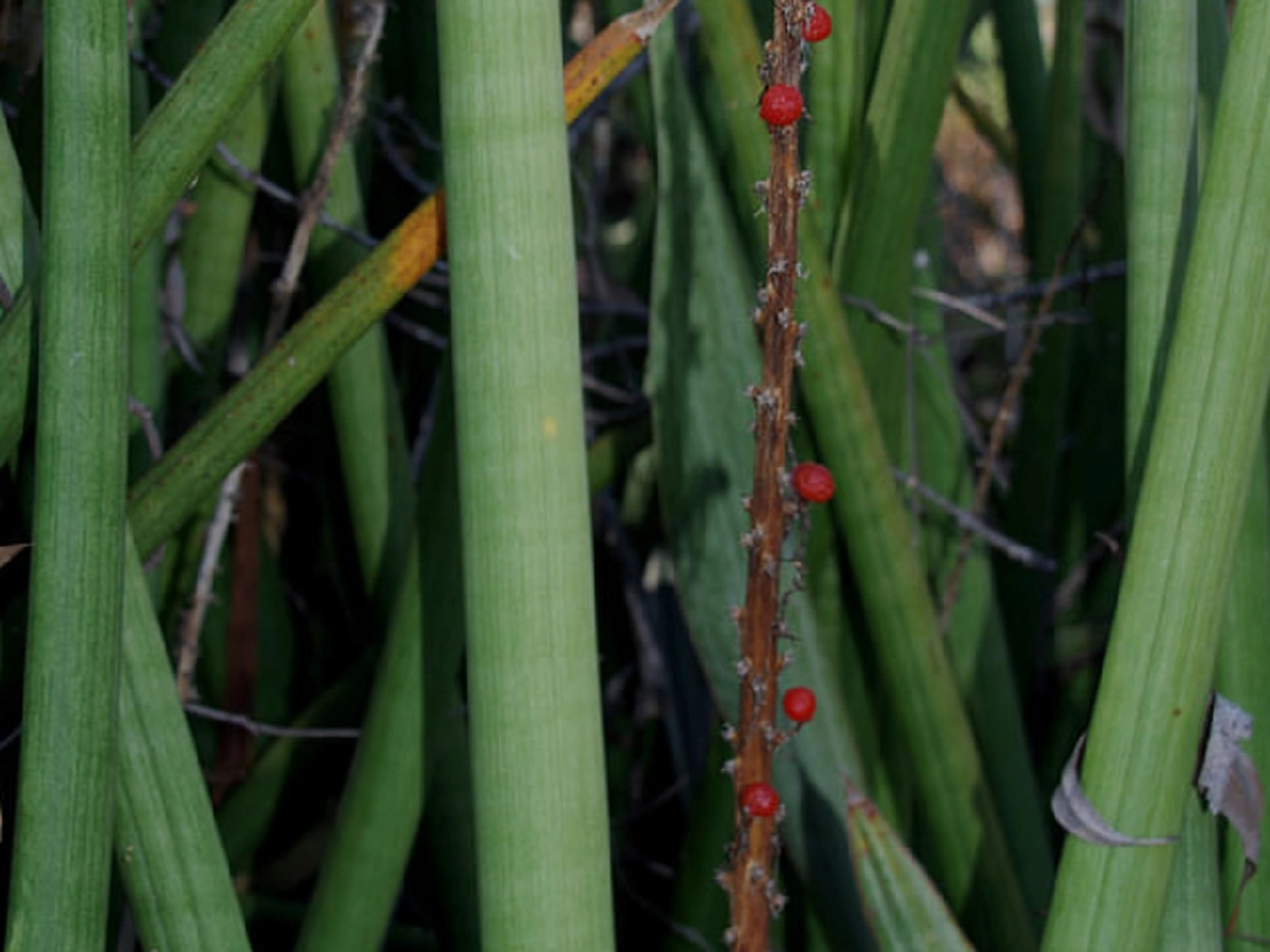 ใบว่านงาช้างเขียวประมาณ 1 กำมือ