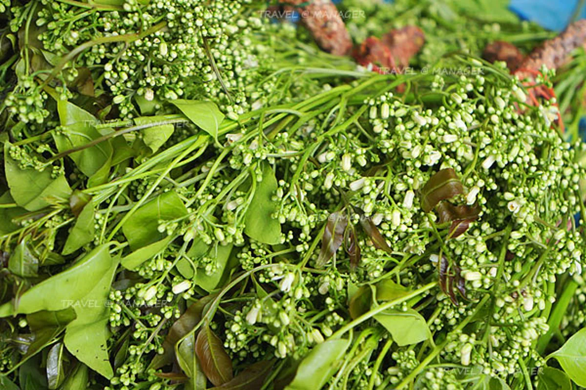 สมุไพรไทยใกล้ตัว