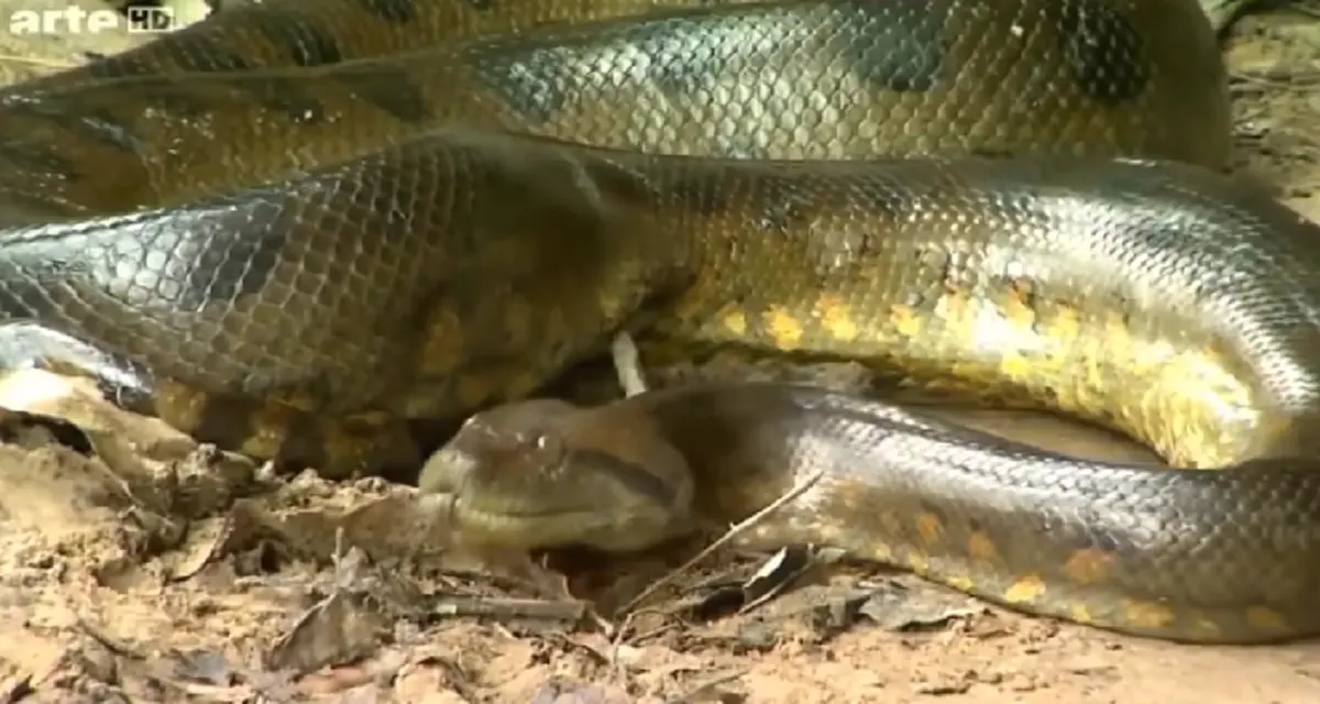 งูอนาคอนดา