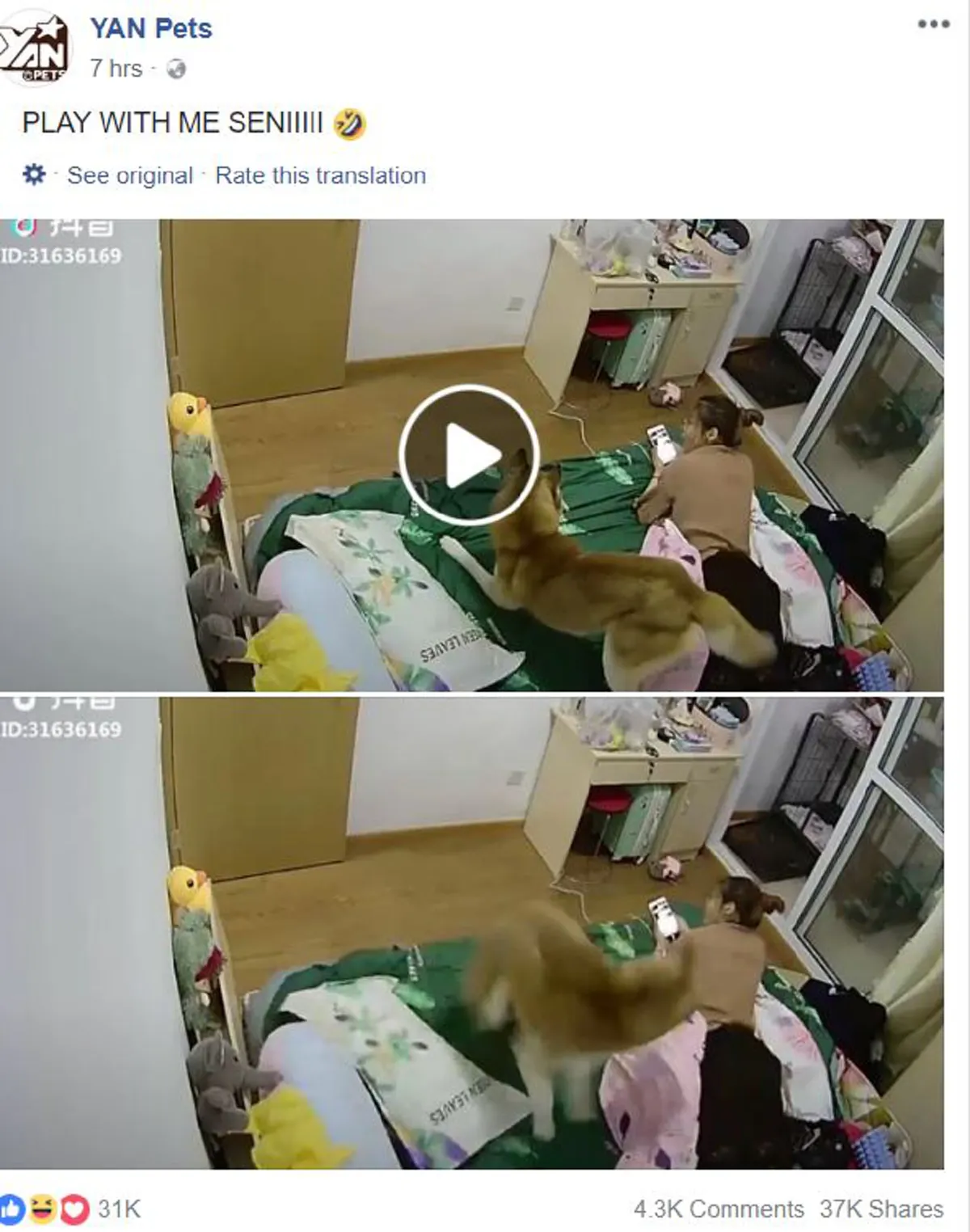 \"เจ้านาย\"มัวเเต่เล่นมือถือ \"เจ้าตูบ\"ก็เลยต้องเรียกร้องความสนใจกันหน่อย ป่วนสุดๆ (คลิป)