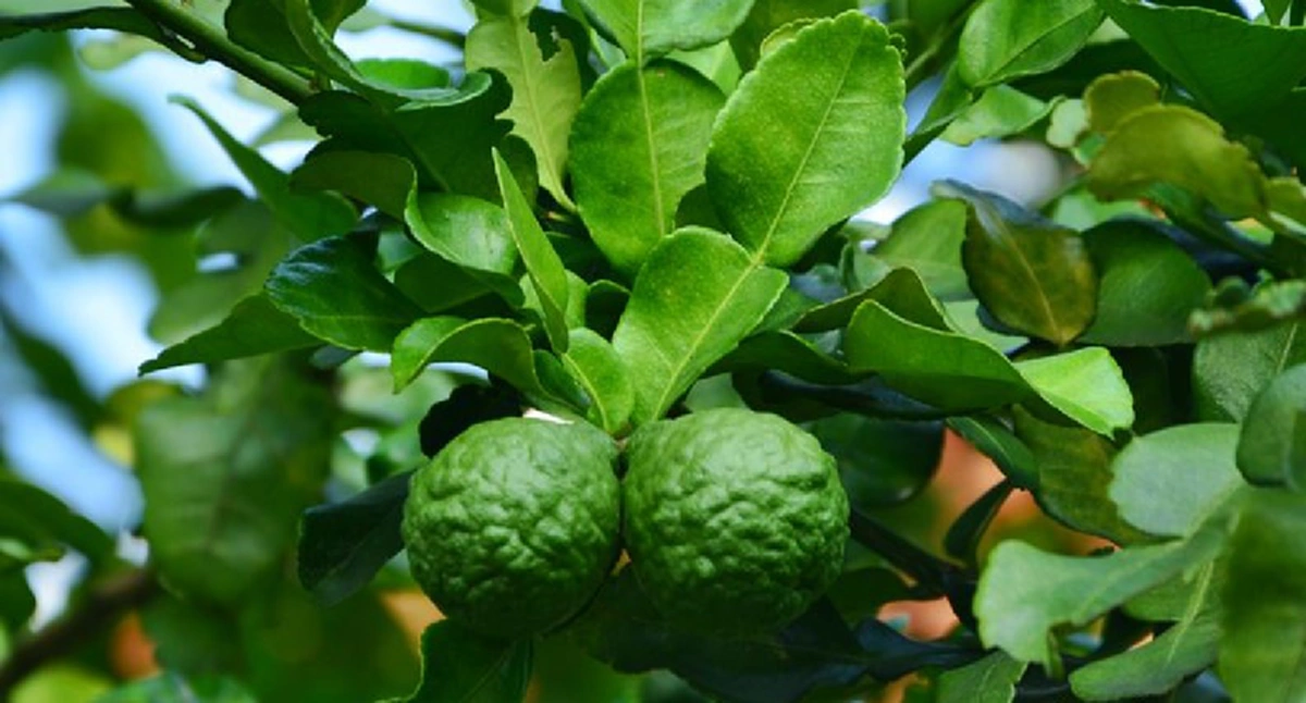 ผลมะกรูด 