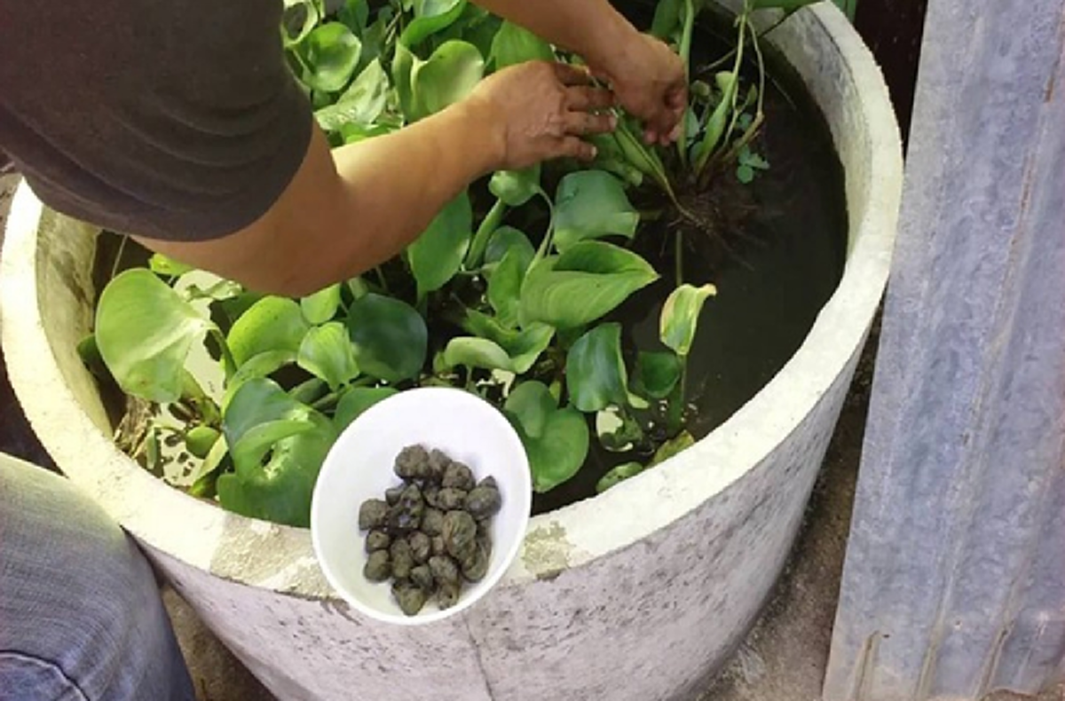 เลี้ยงหอย 2