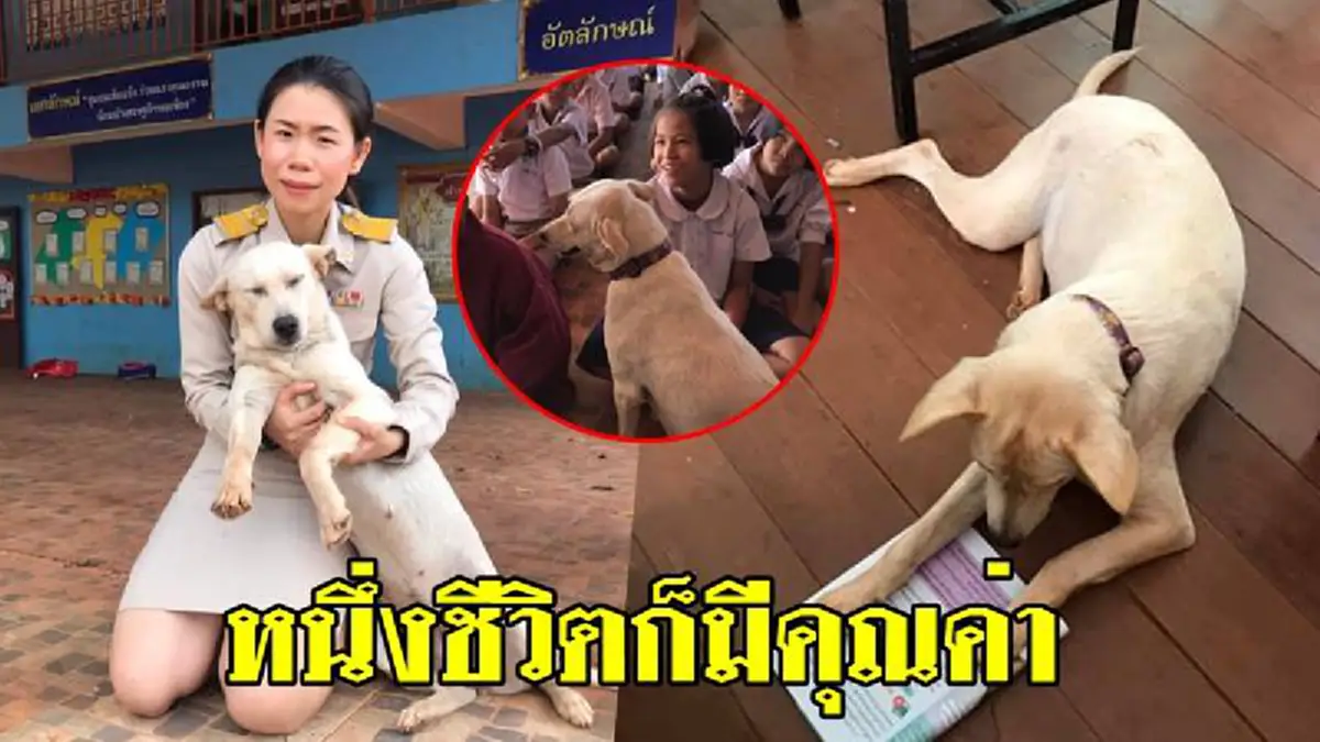 \"เจ้าตูบกะทิ\" เข้ากลุ่มทำกิจกรรมกับน้องๆนักเรียน คุณครูเห็นภาพยังต้องแซว #หมาเนียนเก่ง อีกนิดจะเลื่อนขั้นให้เป็นหัวหน้าห้อง