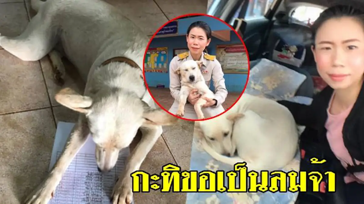 คุณครูแซวเจ้าตูบกะทิ วุ่นช่วยดูคะแนนนักเรียน